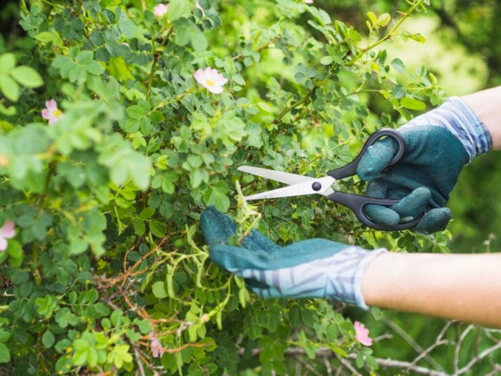 tree pruning sydney