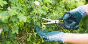 Tree Pruning Sydney: How to Maintain Healthy Trees on Your Property