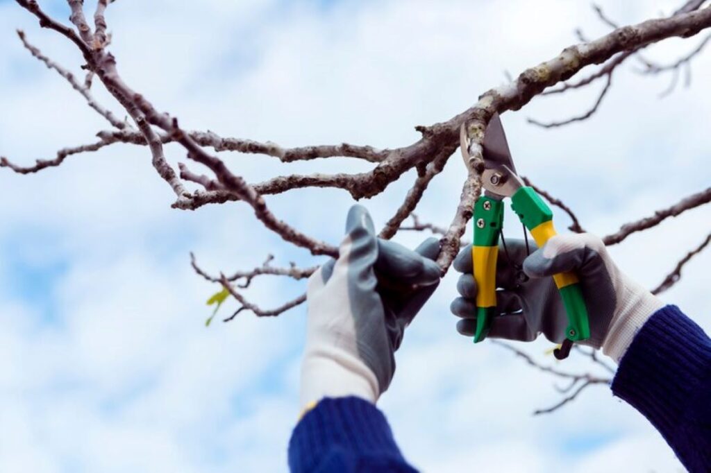 Tree pruning service