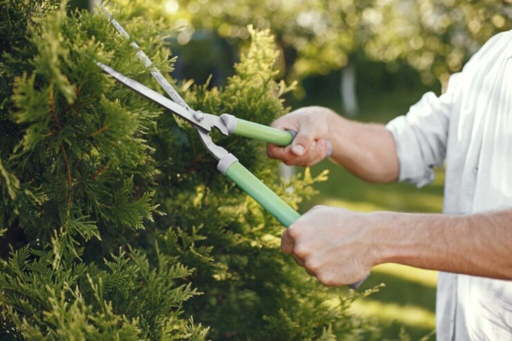 Tree pruning service