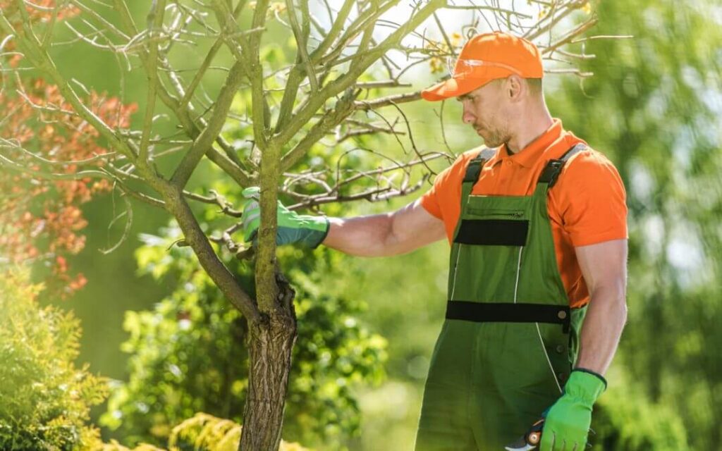 tree pruning eastern suburbs