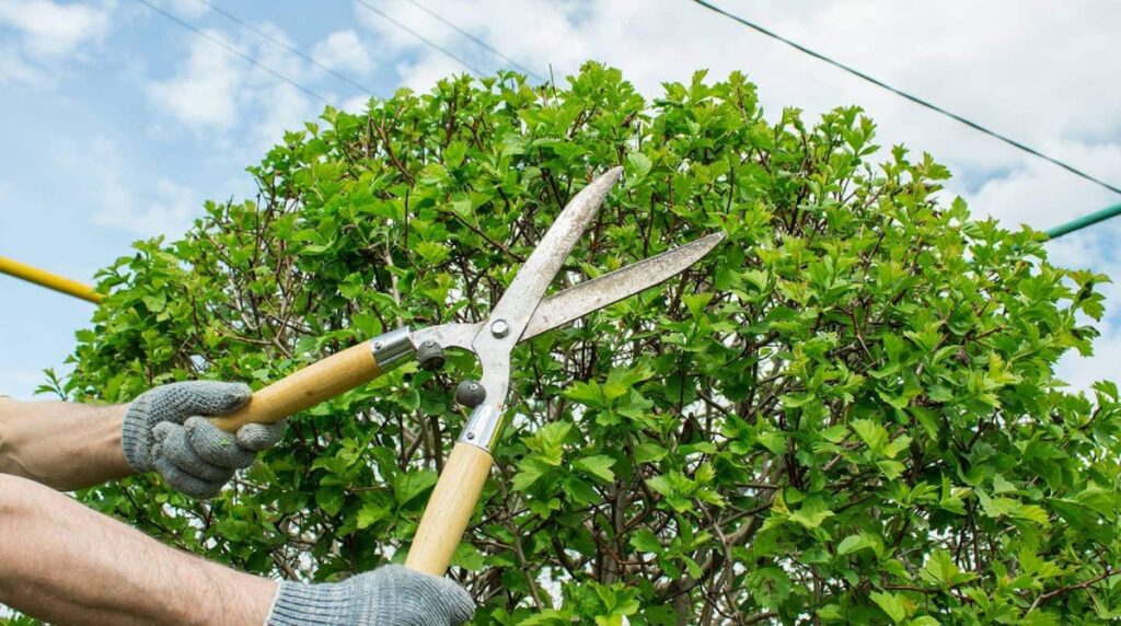 tree pruning eastern suburbs