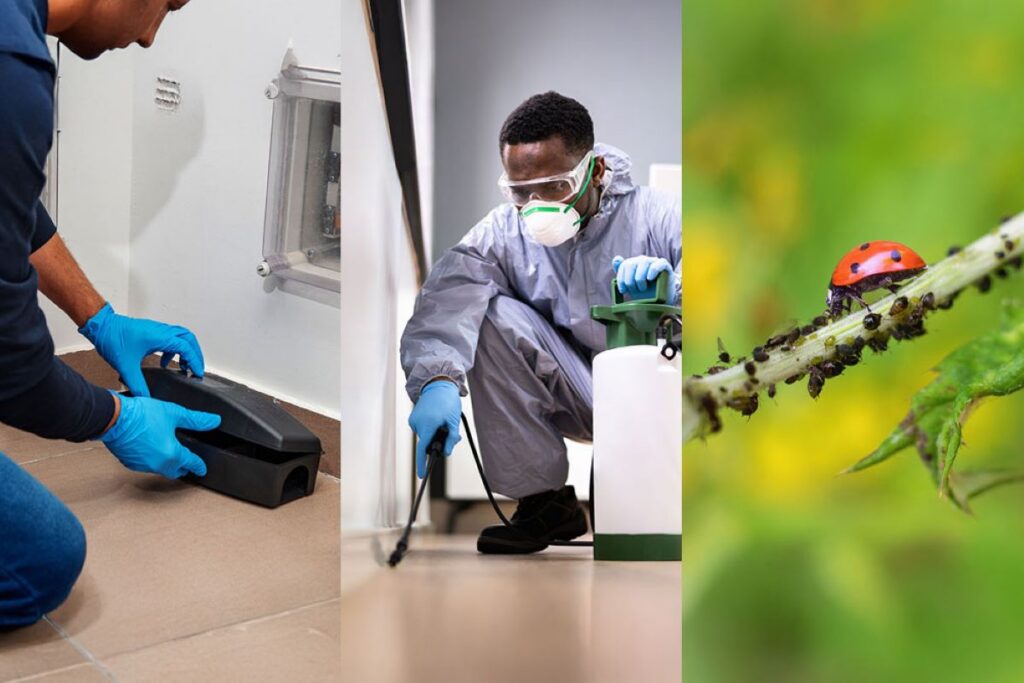 pest control services