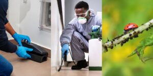 Why Professional Pest Services Sydney Beat DIY Store Treatments